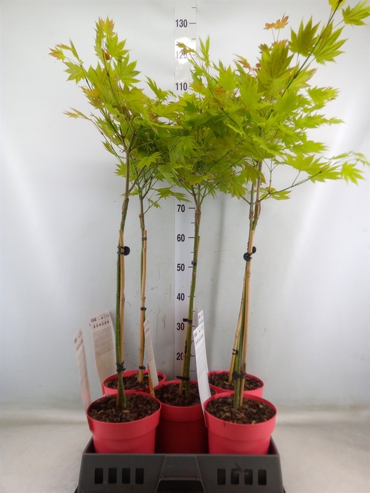 <h4>Acer shirasawanum</h4>