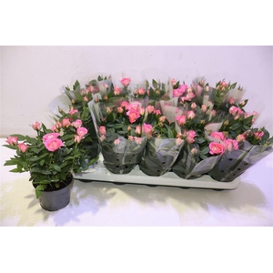 arr8 Ro Fame Kordana