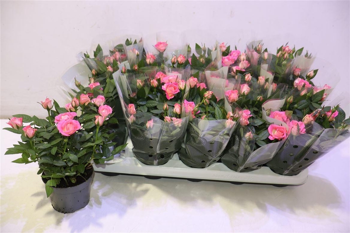 <h4>arr8 Ro Fame Kordana</h4>