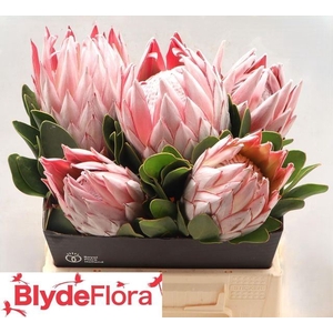 PROTEA CYNAROIDES