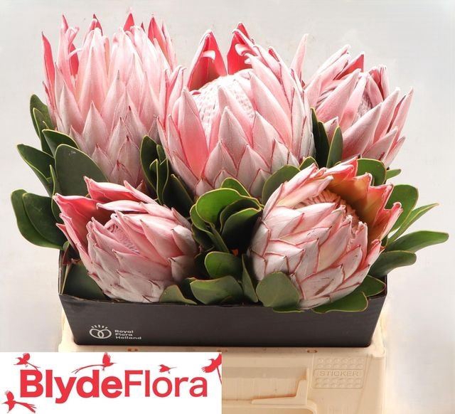 <h4>PROTEA CYNAROIDES</h4>