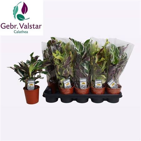 <h4>Calathea gemengd 2 soorten</h4>