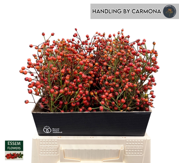 <h4>ROSA PLENTY</h4>