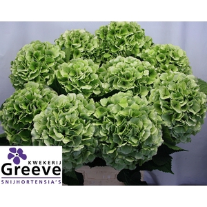 Hydr Mag Verena Bl Classic Greeve