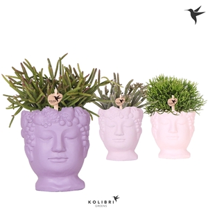 Kolibri Greens Rhipsalis mix in Fruity Head pot pink mix