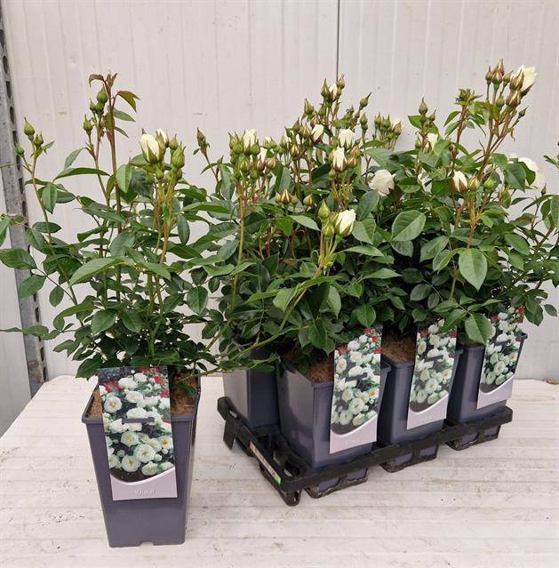 <h4>Rosa Hybrid</h4>