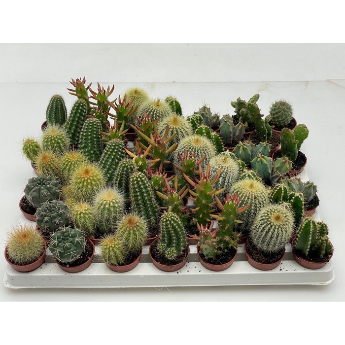 <h4>CACTUS MINI</h4>
