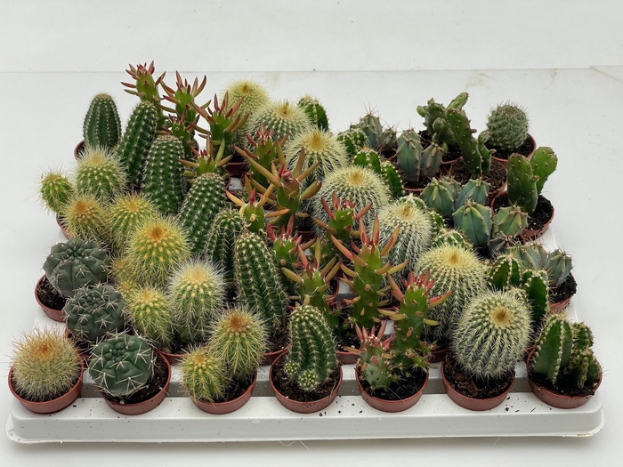<h4>CACTUS MINI</h4>