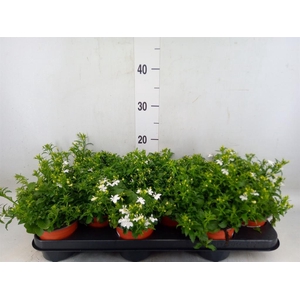 Lobelia erin. 'White Butterfly'