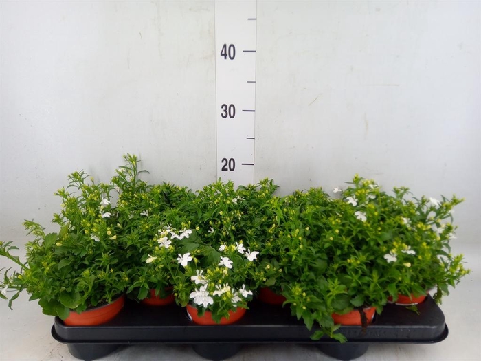 <h4>Lobelia erin. 'White Butterfly'</h4>