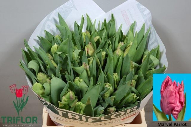 <h4>TU PA MARVEL PARROT</h4>