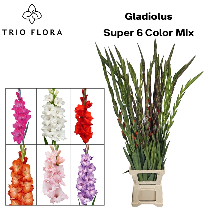 <h4>GLAD GR SUPER 6 COLOR MIX 996</h4>