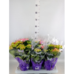 Hydrangea mac. 'Early Rosa'