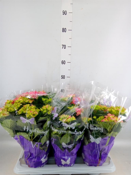 <h4>Hydrangea mac. 'Early Rosa'</h4>