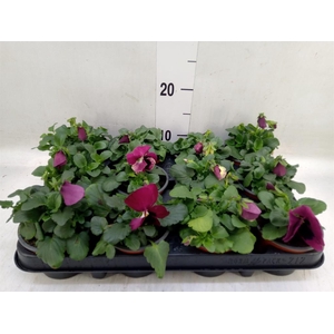 Viola wr. 'Delta Rose Surprise'