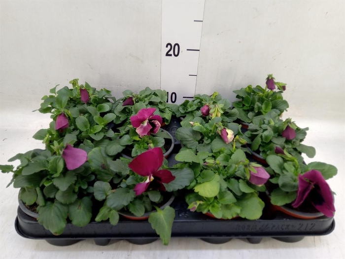 <h4>Viola wr. 'Delta Rose Surprise'</h4>