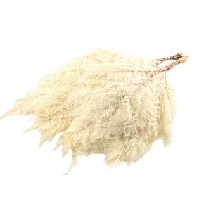 Fern Bracken Preserved White Bleach