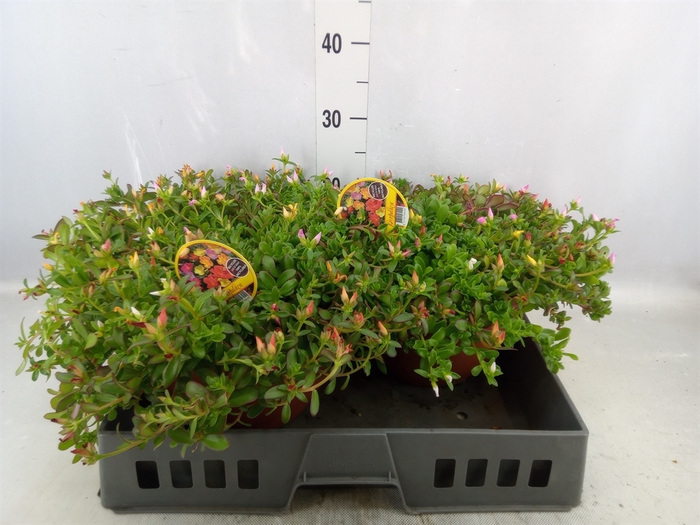 <h4>Portulaca   ...</h4>