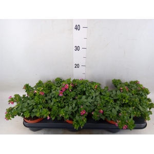 Calibrachoa  'Minifam Rave Pink'