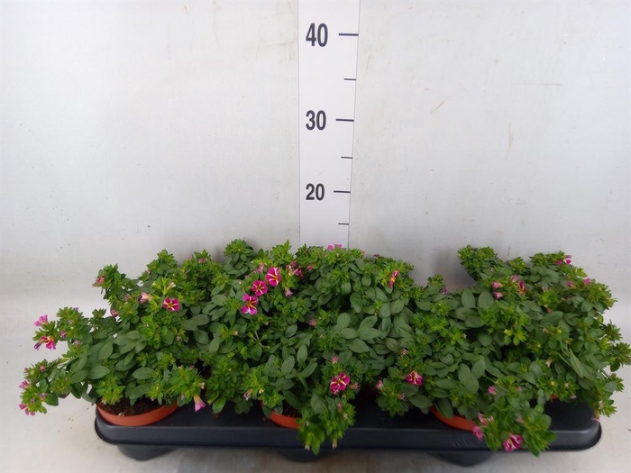 <h4>Calibrachoa  'Minifam Rave Pink'</h4>