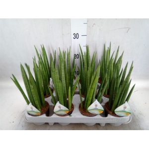 Sansevieria cyl.  ...