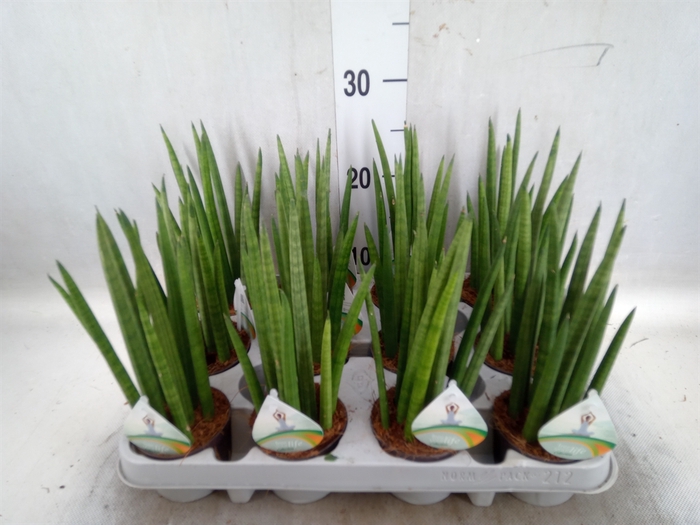 <h4>Sansevieria cyl.  ...</h4>