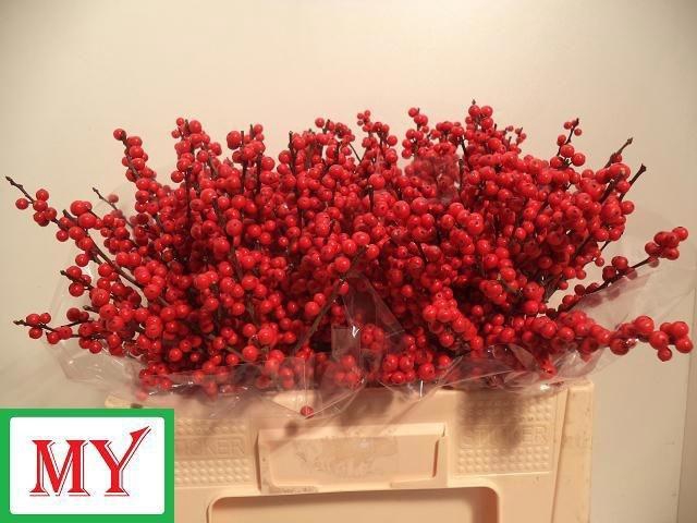 <h4>Ilex verticillata L 5</h4>