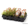 Drosera mix 4 P9 3 SOORTEN