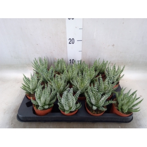Aloe humilis