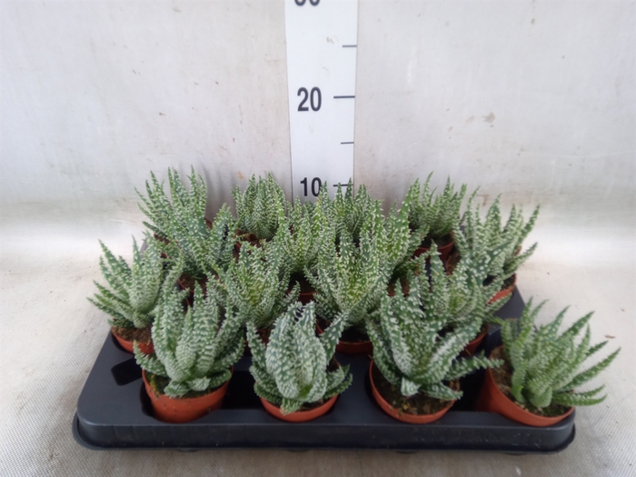 <h4>Aloe humilis</h4>