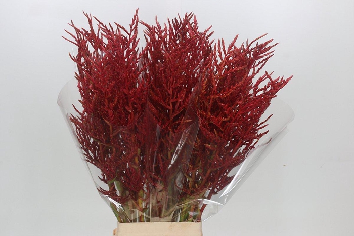 Bromelia Red Paloma