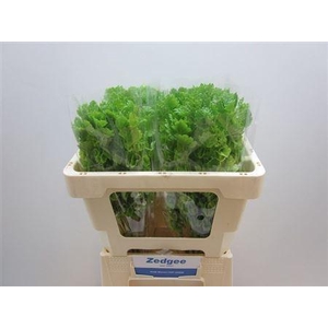 Moluccella Stuk