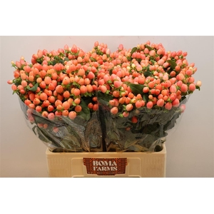 Hyp Mag Royal Princess