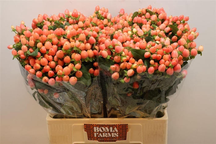 Hyp Mag Royal Princess