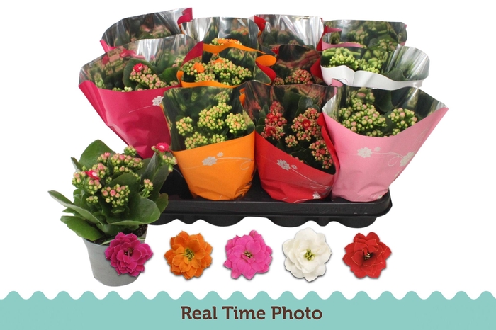 <h4>KAL GE GEM 5 KL</h4>