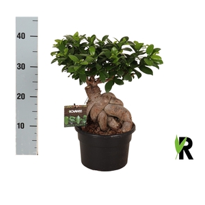 Ficus micr. Ginseng in kunststof pot