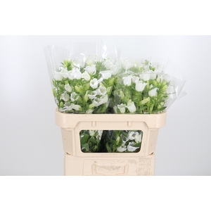 Campanula Champ Whit