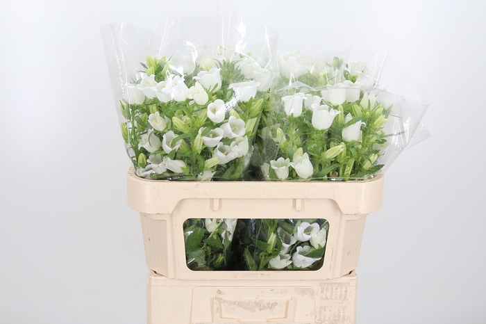 <h4>Campanula Champ Whit</h4>