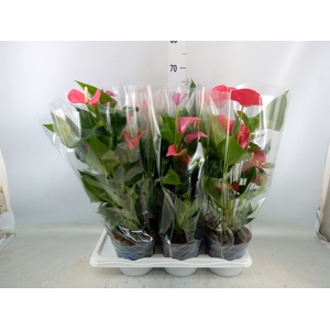 Anthurium   ...mix