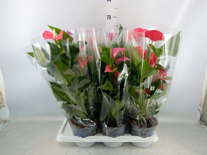 <h4>Anthurium   ...mix</h4>