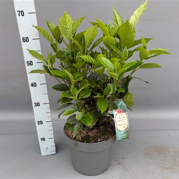<h4>Aucuba japonica 'Rozannie' C7,5</h4>