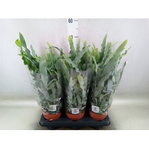 Phlebodium aureum 'Blue Star'
