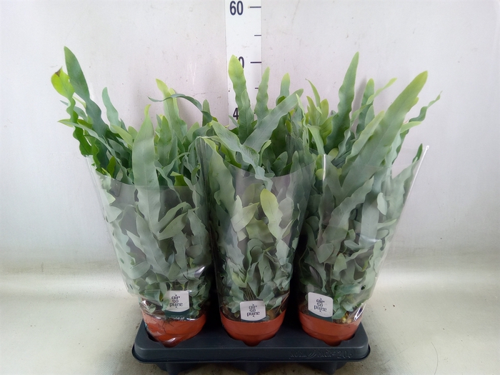 <h4>Phlebodium aureum 'Blue Star'</h4>