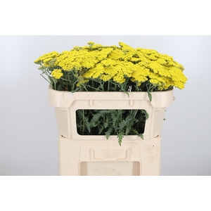 Achillea Moonshine