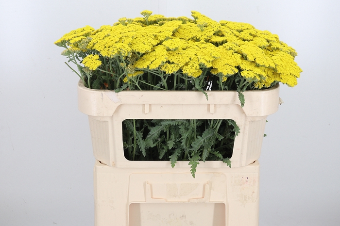 <h4>Achillea Moonshine</h4>