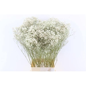 Bunch Gyps Slv 50g L70