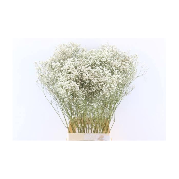 <h4>Bunch Gyps Slv 50g L70</h4>