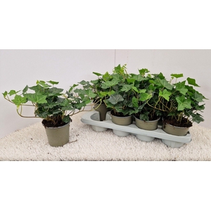 Hedera Hibernica