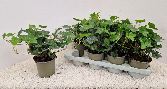 <h4>Hedera Hibernica</h4>