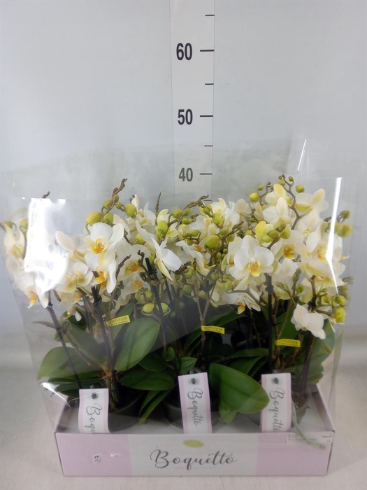 <h4>Phalaenopsis multi.   ...white</h4>